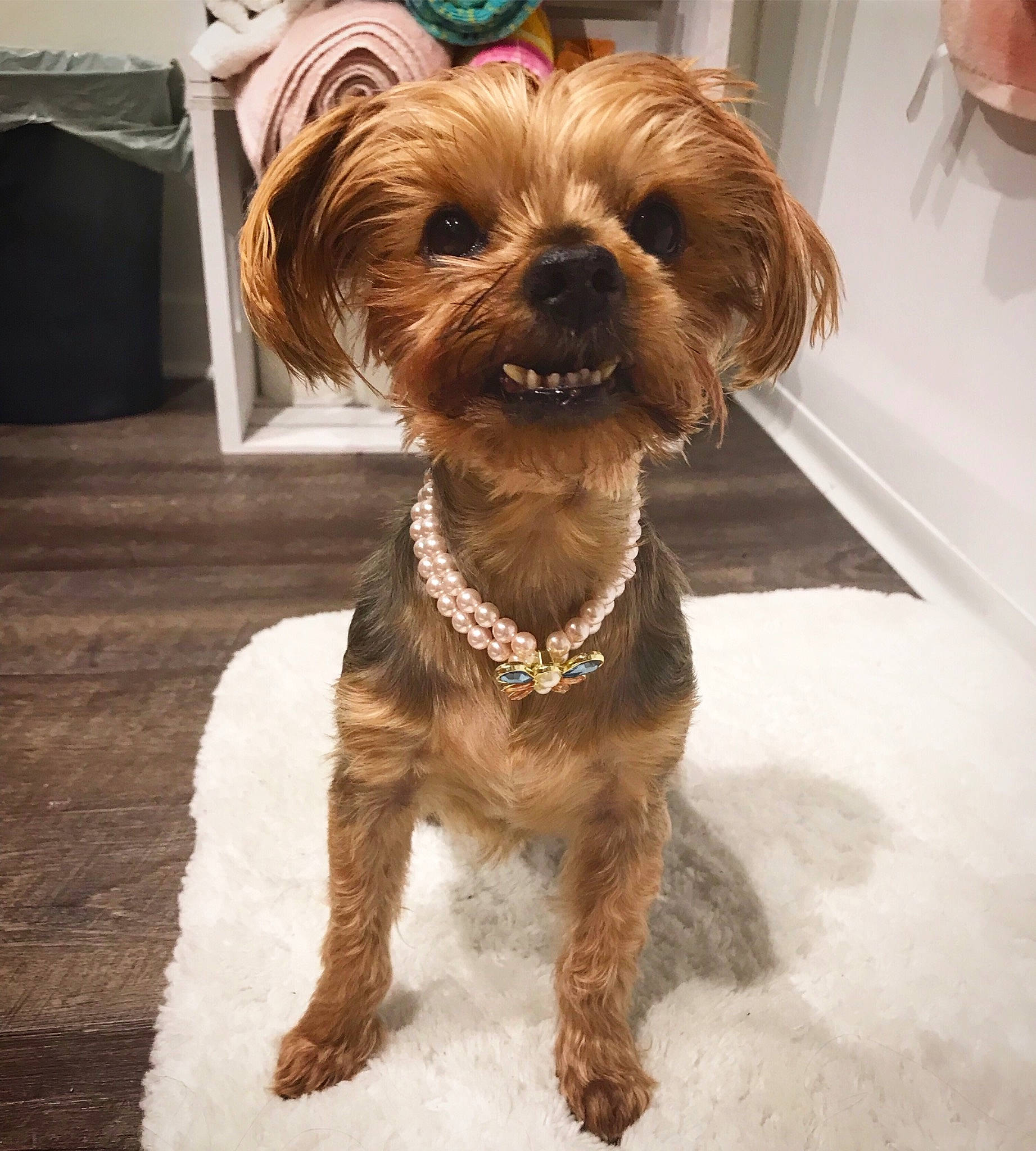 Eloise joined the competition — help win amazing prizes! canidae, carnivore, companion_dog, dog, dog_breed, dutch_smoushond, maltepoo, mammal, morkie, norfolk_terrier, puppy, rare_breed_dog, small_terrier, snout, sporting_group, terrier, toy_dog, vertebrate, yorkipoo, yorkshire_terrier