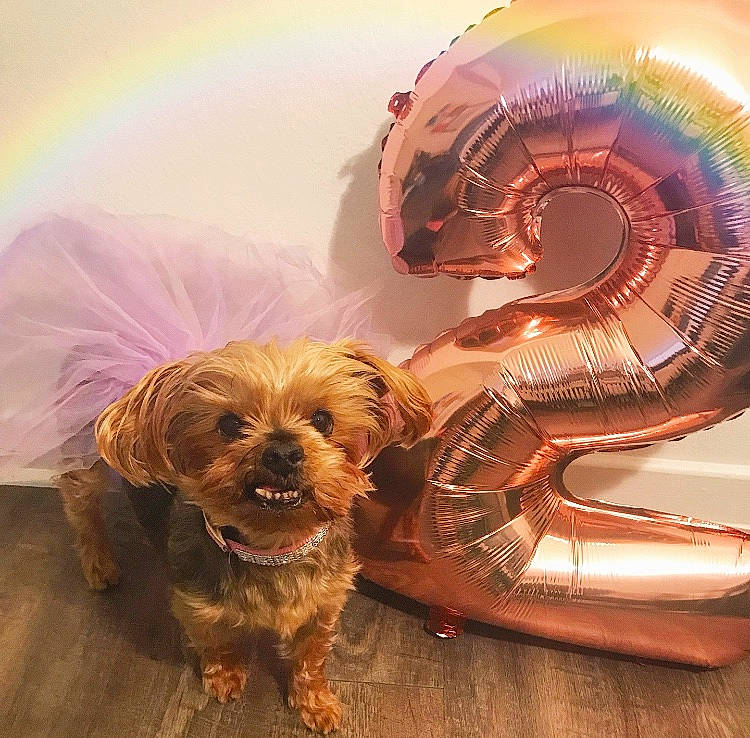 Eloise is registered to the contest to win money with this photo: canidae, carnivore, companion_dog, dog, dog_breed, ear, lhasa_apso, morkie, puppy, puppy_love, schnoodle, shih_tzu, toy_dog, yorkshire_terrier