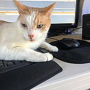 Blue is registered to the contest to win money with this photo: cat, computer_keyboard, computer_mouse, monitor, desk, wrist_rest, office, indoor, white_cat, orange_cat, pet, animal, feline, technology, workspace, screen, electronics, resting, closeup, focused