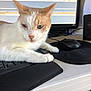 cat, computer_keyboard, computer_mouse, monitor, desk, wrist_rest, office, indoor, white_cat, orange_cat, pet, animal, feline, technology, workspace, screen, electronics, resting, closeup, focused