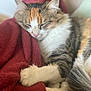 cat, calico_cat, sleeping, paw, blanket, red_blanket, fur, close_up, domestic_cat, indoor, cozy, resting, cute, animal, pet, whiskers, tail, relaxed, soft, feline