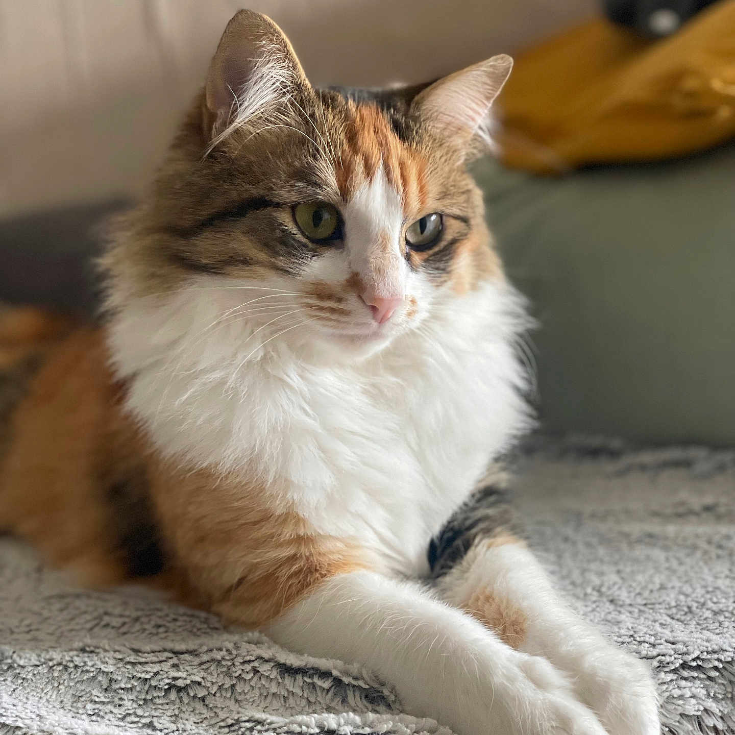 Weeding participe au concours pour gagner de l'argent avec cette photo : animal, blanket, calico, cat, closeup, cozy, cute, domestic, feline, fluffy, fur, indoor, paws, pet, portrait, relaxed, resting, sofa, soft, whiskers