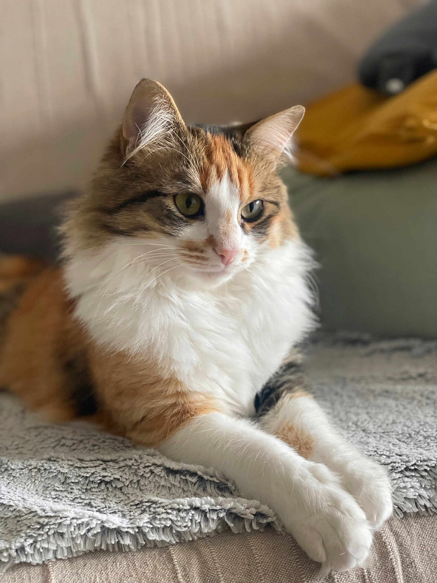 Weeding participe au concours pour gagner de l'argent avec cette photo : cat, calico, fluffy, pet, animal, indoor, relaxed, paws, fur, whiskers, blanket, sofa, domestic, closeup, portrait, cute, resting, feline, soft, cozy