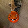 cat, orange, pumpkin, plastic, floor, wooden_floor, animal, pet, curious, head_in_container, halloween, container, brown_fur, black_fur, orange_fur, indoor, playful, funny, closeup, domestic_cat