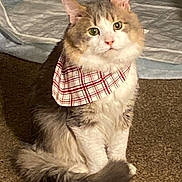 Sparrow is registered to the contest to win money with this photo: animal, attention, bandana, carpet, cat, cozy, cute, domestic, ears, feline, fluffy, fur, household, indoor, pet, plaid, portrait, sitting, tail, whiskers
