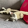 Azur participe au concours pour gagner de l'argent avec cette photo : cat, sleeping, gray, white, couch, red_pillow, indoor, pet, relaxed, fur, paw, whiskers, resting, cozy, animal, domestic_cat, cute, feline, home, soft