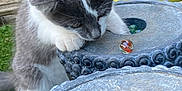 Azur participe au concours pour gagner de l'argent avec cette photo : kitten, cat, gray_and_white, marbles, stone_surface, flower, red_flower, yellow_ceramic, outdoor, grass, curious, paw, playful, pet, closeup, nature, garden, decorative, young_animal, feline