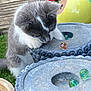 kitten, cat, gray_and_white, marbles, stone_surface, flower, red_flower, yellow_ceramic, outdoor, grass, curious, paw, playful, pet, closeup, nature, garden, decorative, young_animal, feline