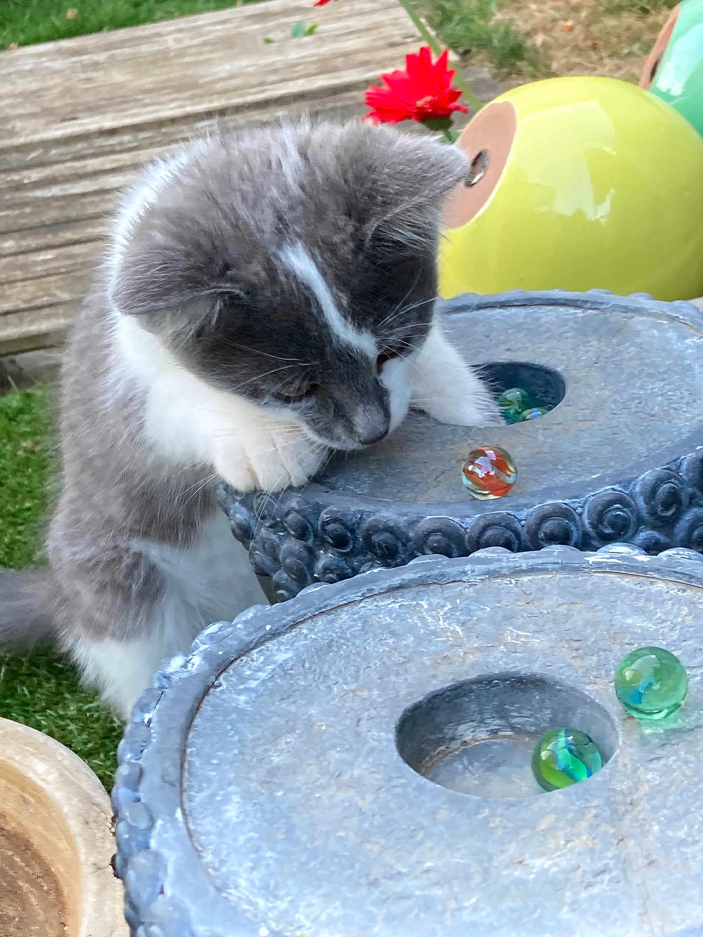 Azur participe au concours pour gagner de l'argent avec cette photo : kitten, cat, gray_and_white, marbles, stone_surface, flower, red_flower, yellow_ceramic, outdoor, grass, curious, paw, playful, pet, closeup, nature, garden, decorative, young_animal, feline