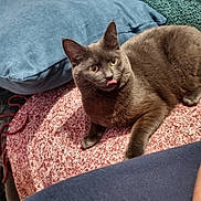 Onix participe au concours pour gagner de l'argent avec cette photo : animal, blanket, carpet, cat, cozy, cute, domestic_cat, floor, fur, furniture, gray_cat, home, indoor, mischievous, pet, pillow, relaxing, resting, soft_texture, tongue_out