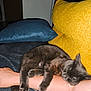 Onix participe au concours pour gagner de l'argent avec cette photo : arm, blanket, cat, close_up, comfort, cozy, cushion, cute, domestic_animal, feline, gray_cat, human_arm, indoor, napping, pet, pillow, relaxation, resting, sleeping, soft_texture