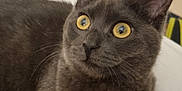 Onix a rejoint le concours — aidez-le/la à gagner de superbes lots ! animal, bed, cat, closeup, cozy, curious, cute, domestic_animal, ears, feline, fur, gray_cat, indoor, looking_away, lying_down, mammal, pet, resting, whiskers, yellow_eyes