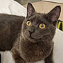 animal, bed, cat, closeup, cozy, curious, cute, domestic_animal, ears, feline, fur, gray_cat, indoor, looking_away, lying_down, mammal, pet, resting, whiskers, yellow_eyes