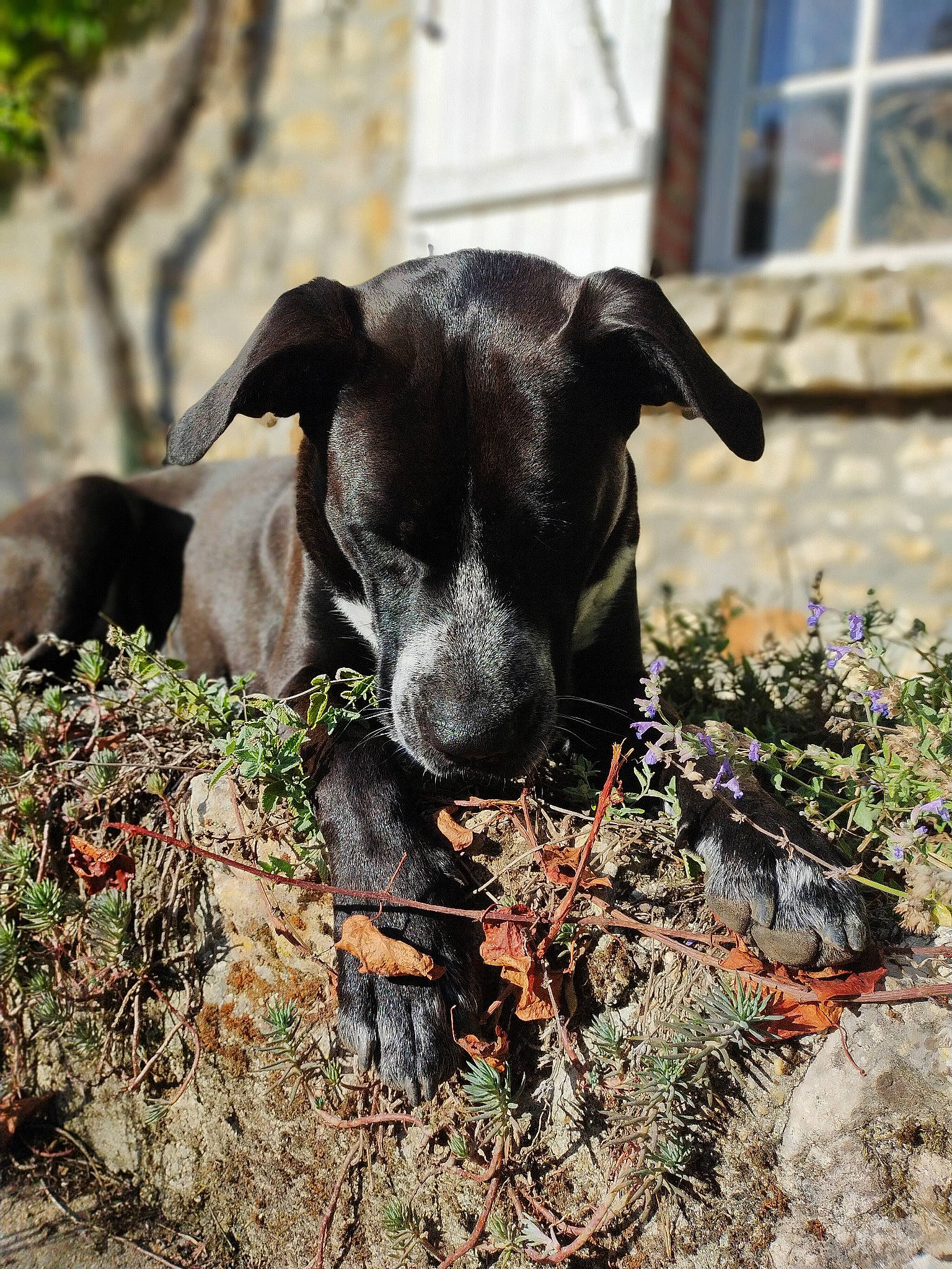 Sky participe au concours pour gagner de l'argent avec cette photo : canidae, carnivore, dog, dog_breed, fawn, flower, plant, snout, sporting_group, whiskers