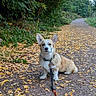 Harper participe au concours pour gagner de l'argent avec cette photo : dog, puppy, corgi, outdoor, woodland, forest, path, autumn, fallen_leaves, nature, portrait, sitting, looking_at_camera, large_ears, collar, leash, short_legs, brown_and_white, pet, animal