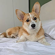Harper a rejoint le concours — aidez-le/la à gagner de superbes lots ! dog, puppy, corgi, pet, animal, canine, tan_and_white, large_ears, floppy_ears, dark_eyes, black_nose, lying_down, sitting, bed, bedroom, white_bedding, indoors, portrait, cute, close_up