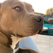 Titan a rejoint le concours — aidez-le/la à gagner de superbes lots ! dog, close_up, brown_fur, white_patch, paw, outdoor, sunset, pool, fence, relaxed, pet, animal, canine, portrait, snout, whiskers, leg, daylight, backyard, calm