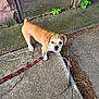 Bella is registered to the contest to win money with this photo: animal, brown_fur, concrete, curious, daylight, dog, leash, nature, outdoor, pet, plant, playful, puppy, sidewalk, small_dog, stick, walking, white_paws, wooden_wall, young_dog