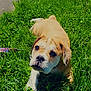 Bella joined the competition — help win amazing prizes! adorable, animal, canine, collar, cute, daylight, dog, friendly, grass, greenery, leash, nature, outdoor, pet, playful, puppy, relaxing, summer, sunlight, young_dog