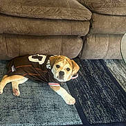 Bella is registered to the contest to win money with this photo: animal, brown_couch, canine, carpet, cute, dog, domestic_dog, floor, fur, furniture, home_interior, indoor, jersey, laying_down, looking_at_camera, patterned_rug, pet, puppy, resting, young_dog