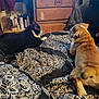 animal, bed, black_and_white_cat, blanket, bulldog, cat, companion, cozy, dog, domestic, dresser, fur, furniture, household, indoor, pattern, pet, resting, room, side_view