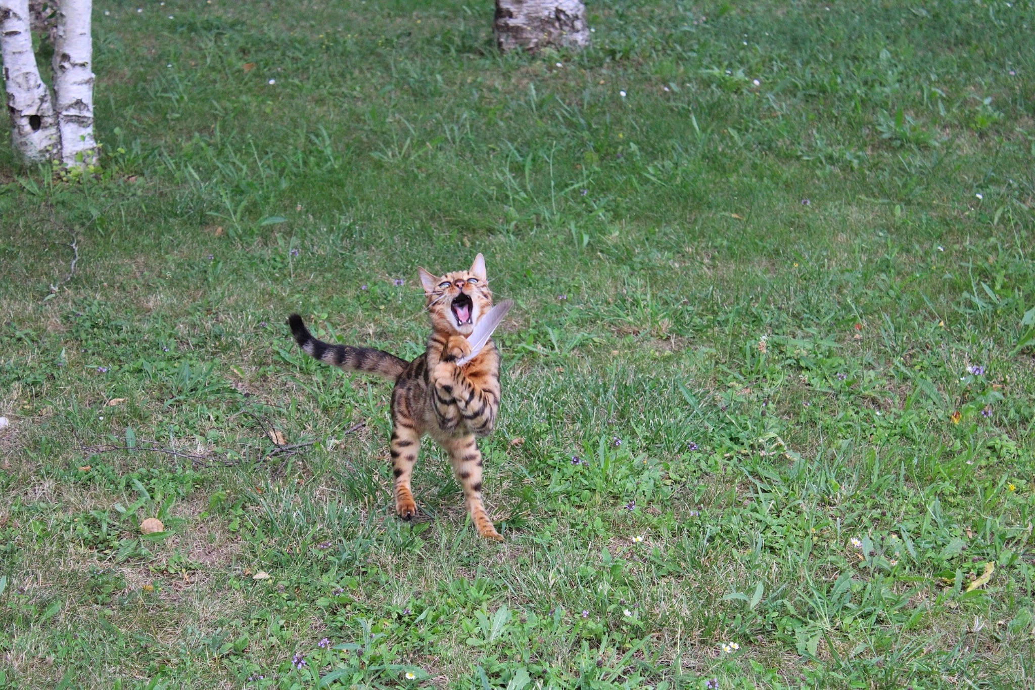 Oslow a rejoint le concours — aidez-le/la à gagner de superbes lots ! big_cats, canidae, carnivore, dog_breed, fawn, felidae, grass, grass_family, grassland, groundcover, lawn, mammal, plant, recreation, small_to_medium_sized_cats, soil, sporting_group, tail, terrestrial_animal, whiskers