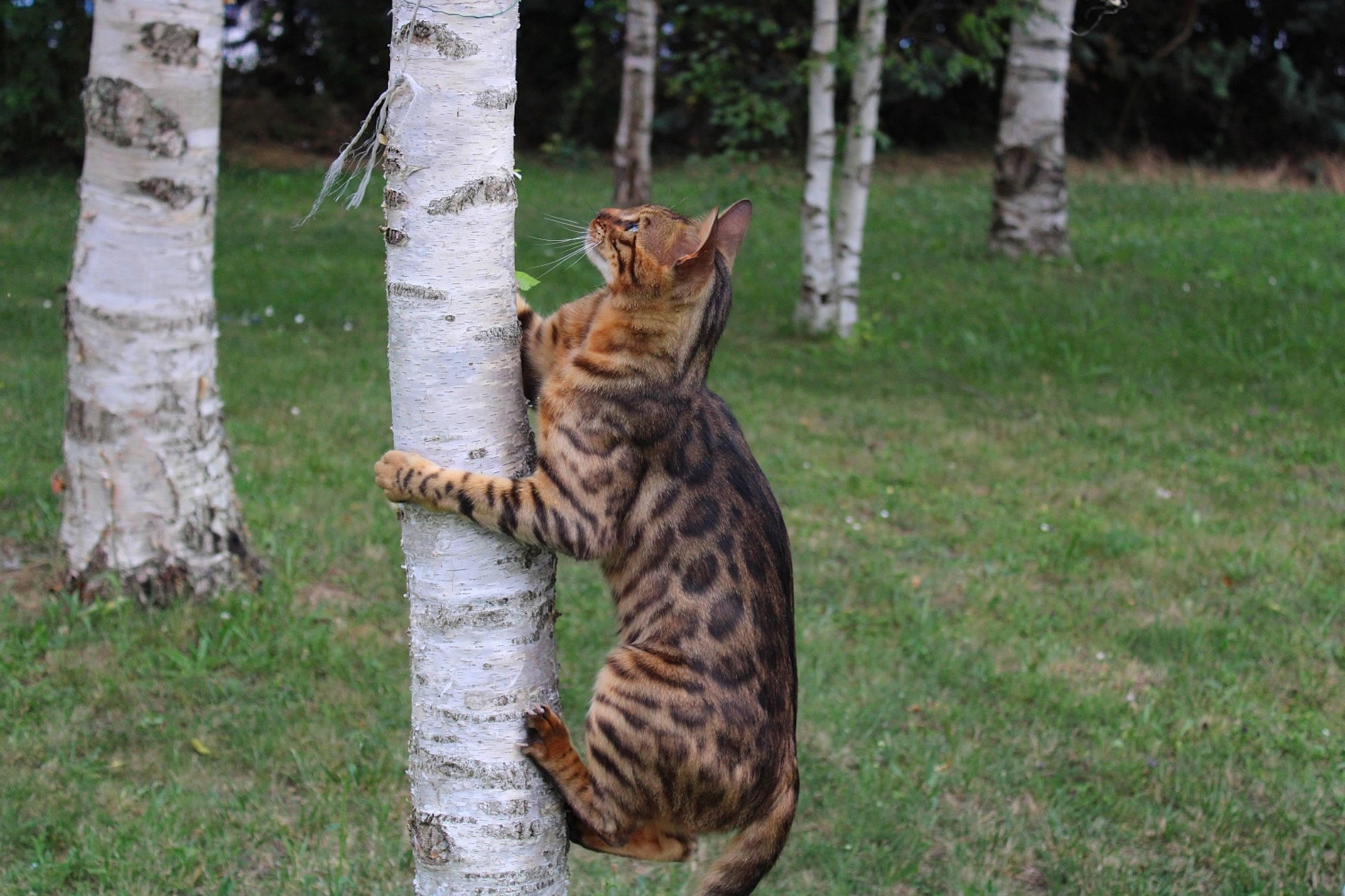 Oslow a rejoint le concours — aidez-le/la à gagner de superbes lots ! big_cats, carnivore, cat, fawn, felidae, fur, grass, groundcover, lawn, plant, siberian_tiger, small_to_medium_sized_cats, snout, tail, terrestrial_animal, tiger, tree, trunk, whiskers, wood