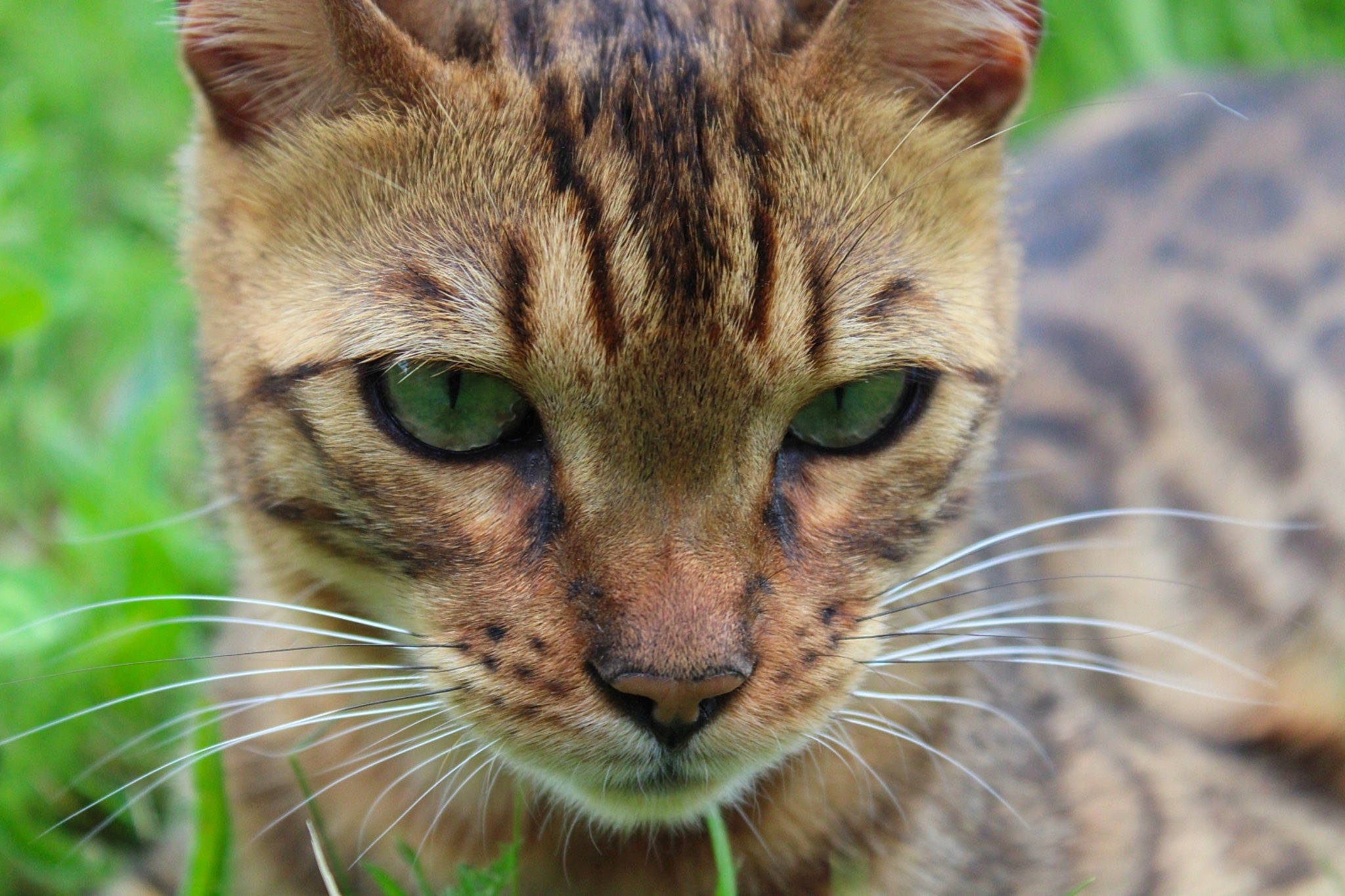 Oslow a rejoint le concours — aidez-le/la à gagner de superbes lots ! carnivore, cat, close_up, eye, fawn, felidae, fur, grass, hair, head, human_body, iris, lynx, ocelot, plant, small_to_medium_sized_cats, snout, terrestrial_animal, tree, whiskers