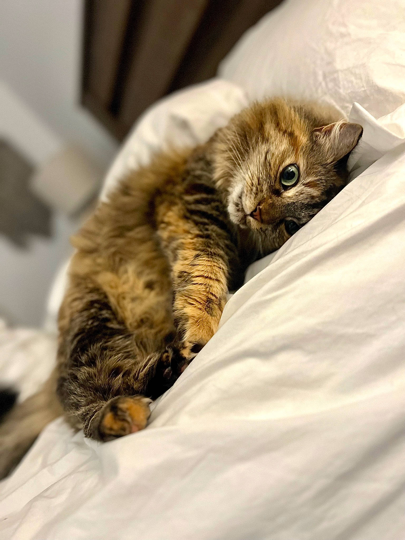 Olive joined the competition — help win amazing prizes! bed, bedding, carnivore, cat, claw, comfort, domestic_short_haired_cat, duvet, felidae, fur, linens, nap, paw, sleep, small_to_medium_sized_cats, snout, tail, terrestrial_animal, whiskers, wildlife