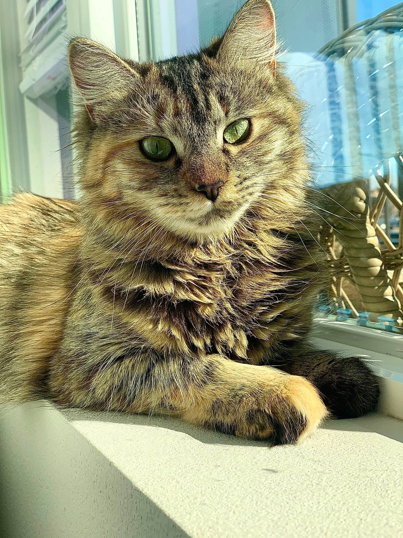 Olive is registered to the contest to win money with this photo: carnivore, cat, claw, domestic_short_haired_cat, felidae, fur, paw, small_to_medium_sized_cats, snout, tail, terrestrial_animal, whiskers
