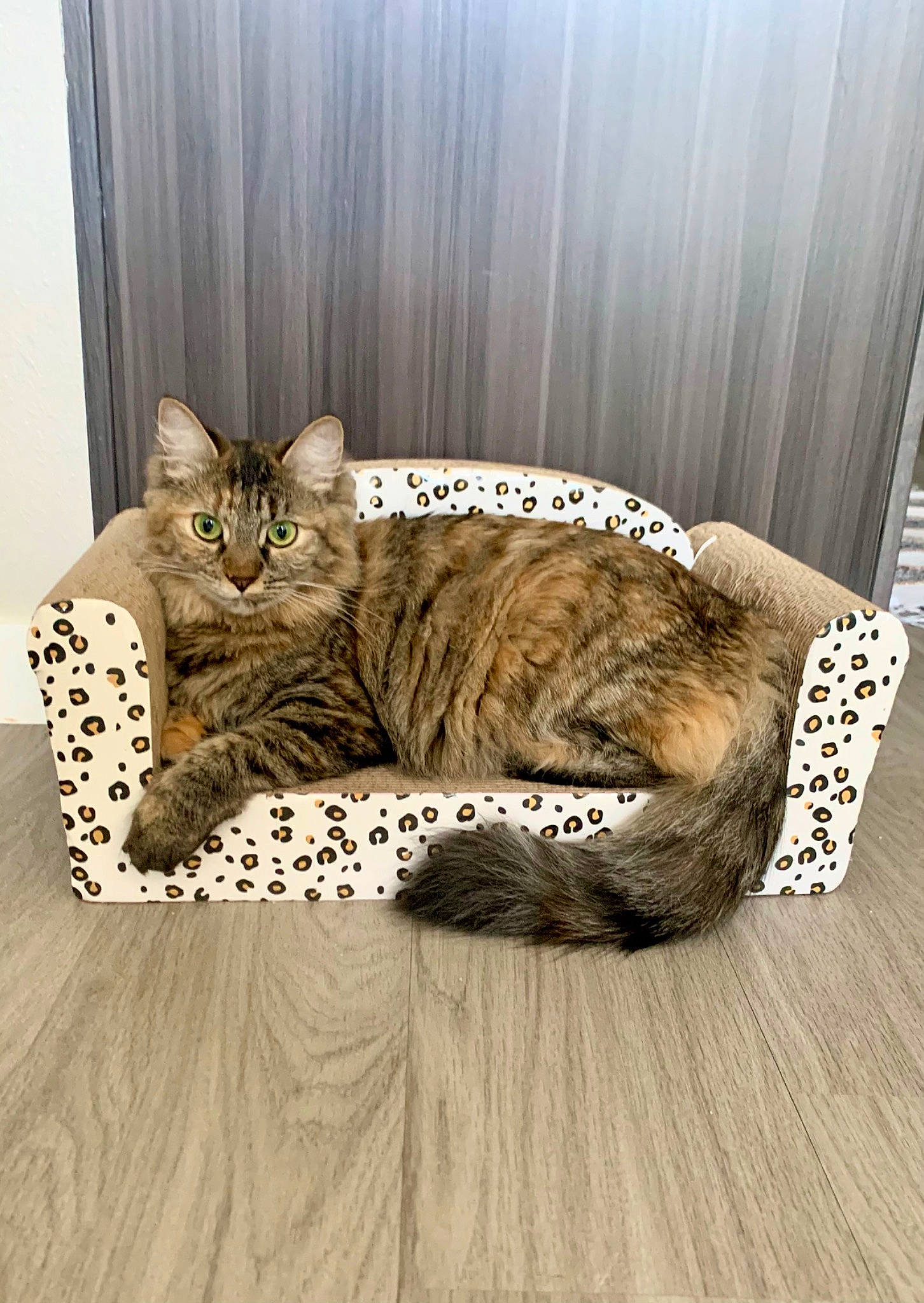 Olive joined the competition — help win amazing prizes! bed, carnivore, cat, cat_supply, comfort, curtain, domestic_short_haired_cat, felidae, floor, flooring, fur, grey, hardwood, linens, small_to_medium_sized_cats, tail, terrestrial_animal, whiskers, wood, wood_flooring