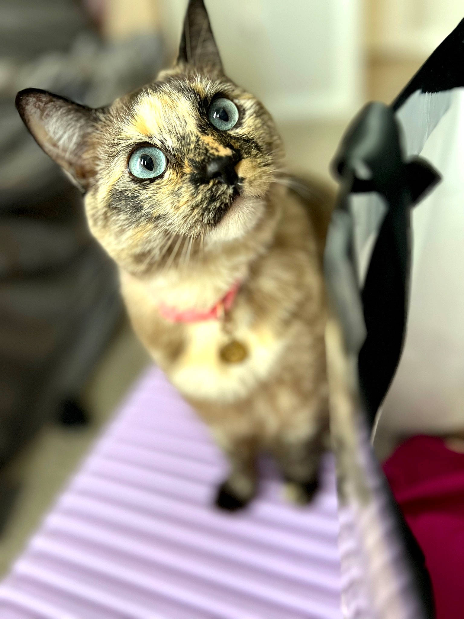 Poppy joined the competition — help win amazing prizes! carnivore, cat, claw, collar, domestic_short_haired_cat, door, eye, fawn, felidae, fur, leash, paw, pet_supply, small_to_medium_sized_cats, snout, surprised, tail, whiskers, wildlife