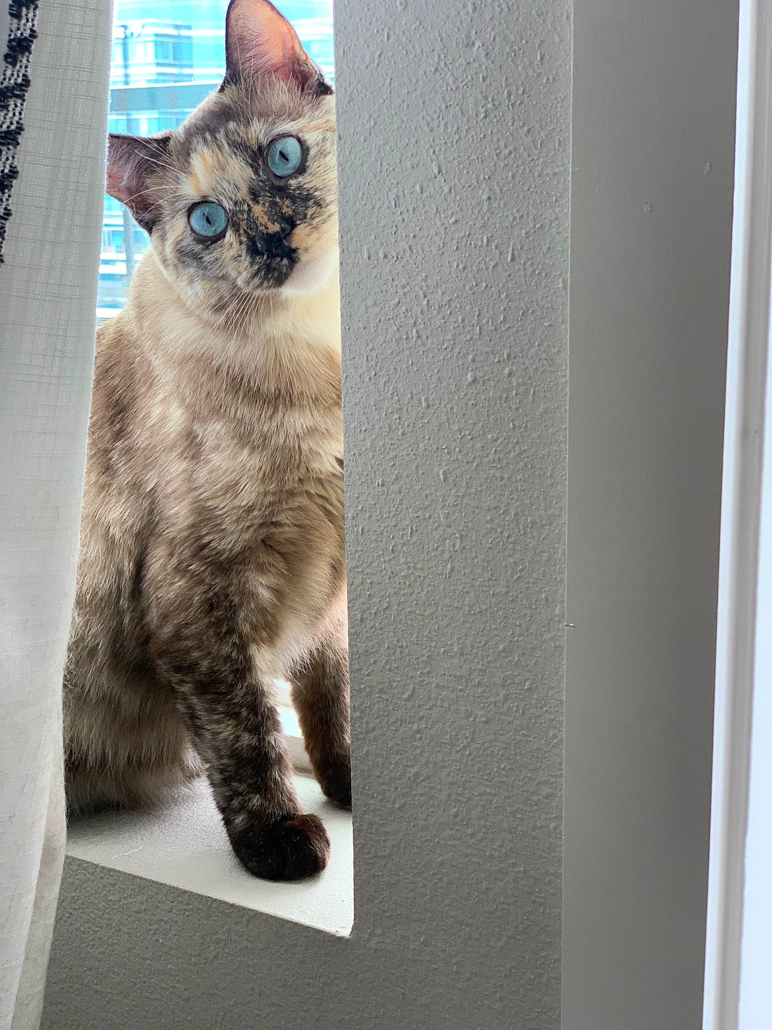 Poppy joined the competition — help win amazing prizes! carnivore, cat, domestic_short_haired_cat, door, felidae, fixture, fur, grey, paw, photo_caption, rectangle, sitting, small_to_medium_sized_cats, snout, tail, whiskers, window, wood