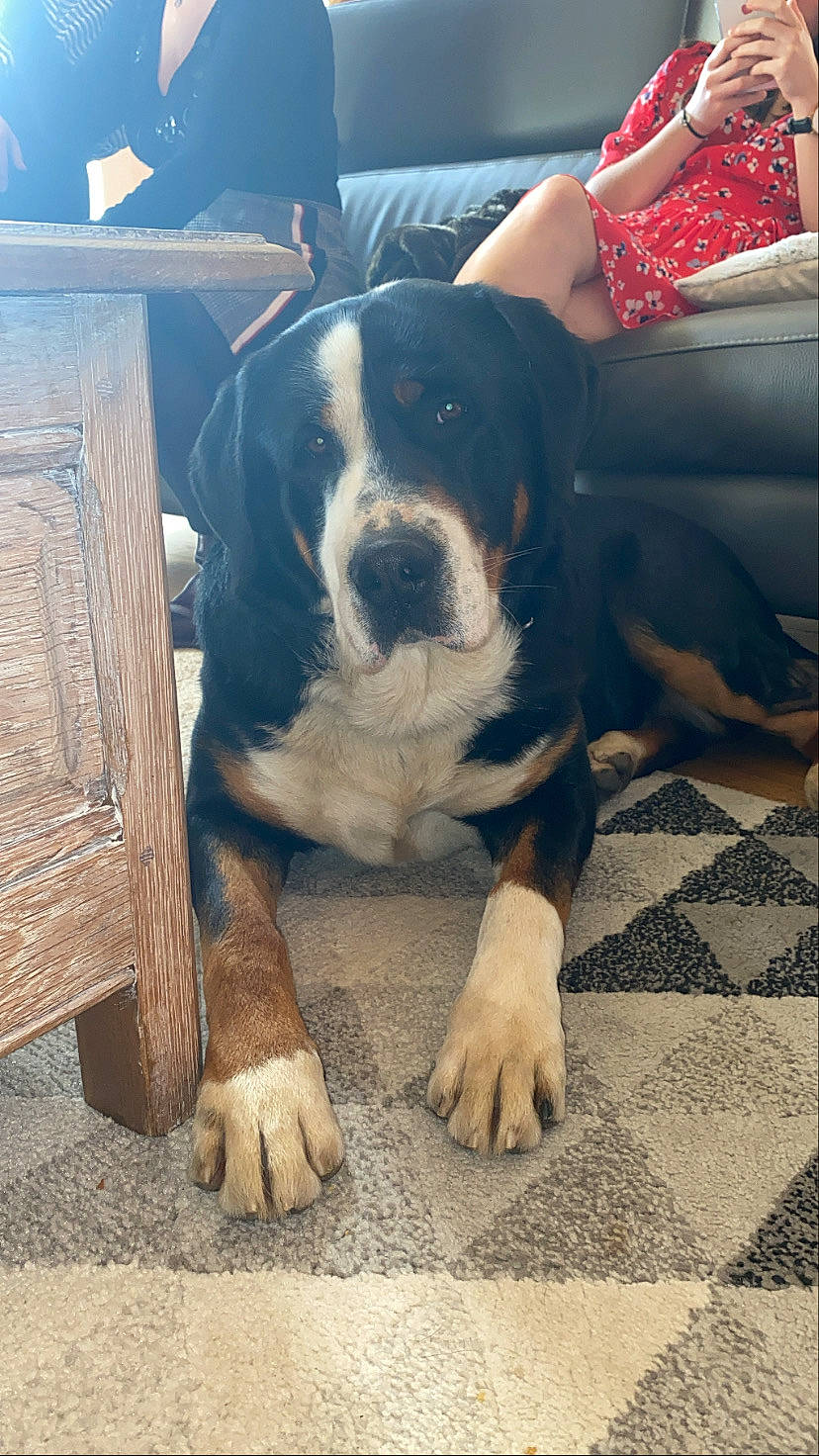 Otis a rejoint le concours — aidez-le/la à gagner de superbes lots ! american_pit_bull_terrier, bully_kutta, canidae, carnivore, companion_dog, dog, dog_breed, fawn, greater_swiss_mountain_dog, mammal, molosser, pit_bull, rare_breed_dog, snout, vertebrate