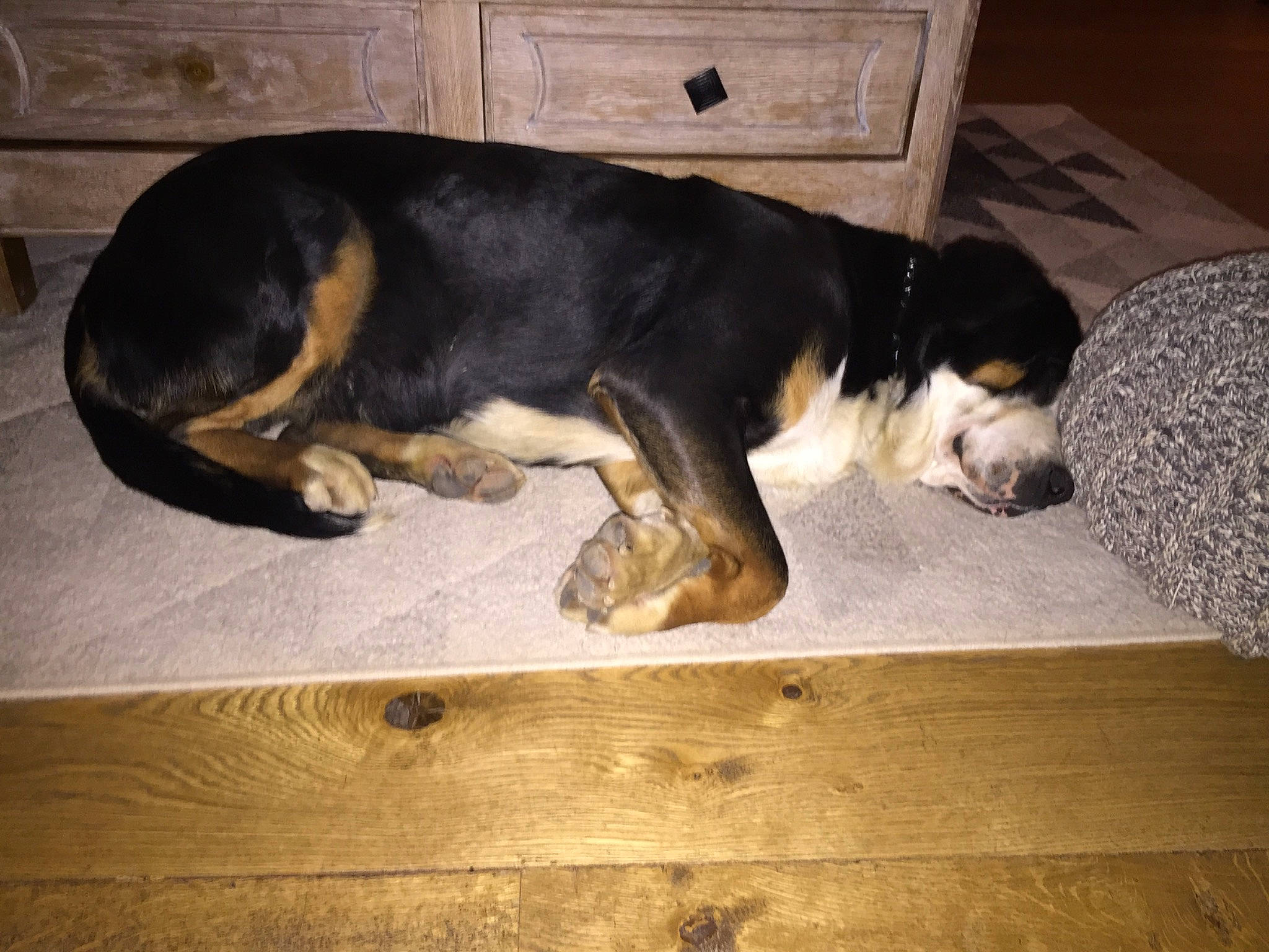 Otis a rejoint le concours — aidez-le/la à gagner de superbes lots ! canidae, carnivore, dog, dog_breed, entlebucher_mountain_dog, finnish_hound, greater_swiss_mountain_dog, hound, mammal, serbian_tricolour_hound, snout, tail, vertebrate