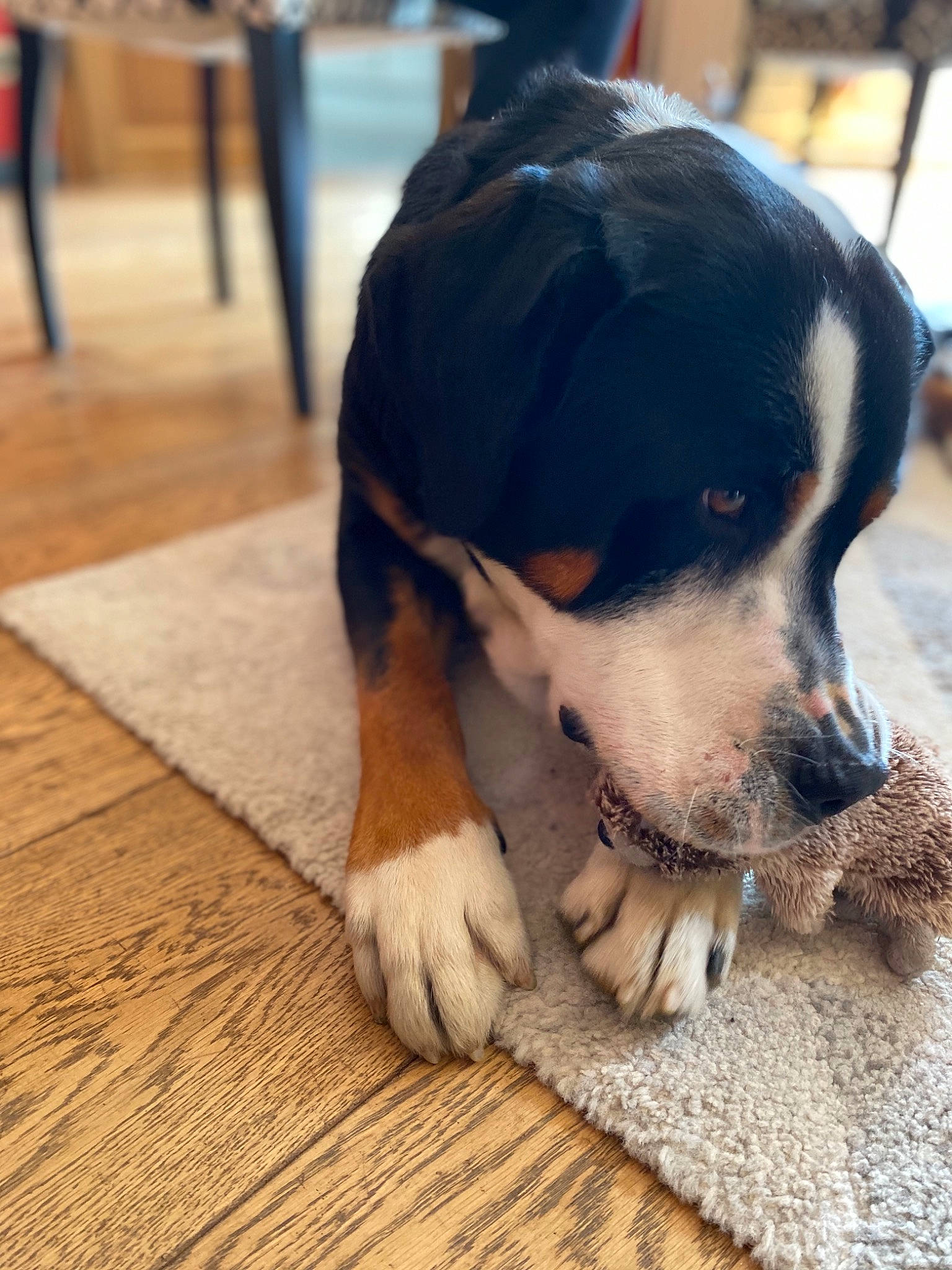 Otis participe au concours pour gagner de l'argent avec cette photo : appenzeller_sennenhund, canidae, carnivore, companion_dog, dog, dog_breed, ear, entlebucher_mountain_dog, floor, flooring, greater_swiss_mountain_dog, mammal, nose, paw, puppy, puppy_love, snout, vertebrate, working_dog