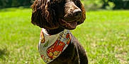 Joplin is registered to the contest to win money with this photo: animal, bandana, brown_dog, canine, daylight, dog, ears, field, grass, greenery, happy, muzzle, nature, outdoor, pet, portrait, sitting, summer, sunny, tongue_out