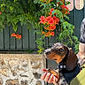 animal, black_and_brown, collar, cute, dachshund, dog, flowers, fur, gate, greenery, hand, nature, orange_flowers, outdoor, person, pet, portrait, puppy, stone_wall, sunlight