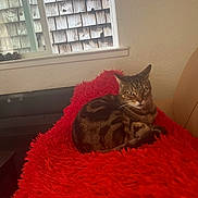 Storm Breaker is registered to the contest to win money with this photo: cat, couch, cozy, curled_up, cushion, ears, feline, fluffy, indoor, living_room, looking_at_camera, pet, red_blanket, resting, shingle_siding, striped_fur, tabby, wall, whiskers, window