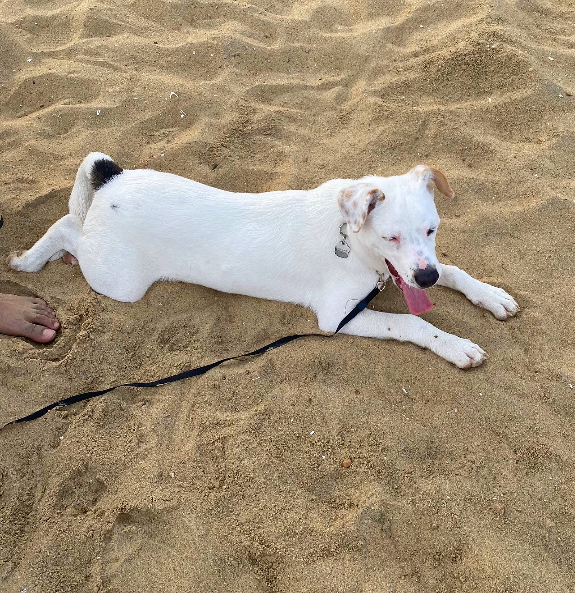 Hunter joined the competition — help win amazing prizes! canidae, carnivore, collar, companion_dog, dog, dog_breed, dog_collar, fawn, landscape, non_sporting_group, sand, snout, sporting_group, tail, terrestrial_animal, working_animal