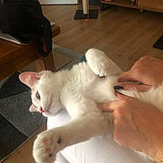 Gamin a rejoint le concours — aidez-le/la à gagner de superbes lots ! animal, cat, cozy, cute, domestic, furniture, hand, home, indoor, lap, legs, nail_polish, paw, person, pet, relaxing, scratching_post, stretching, white_cat, wooden_floor