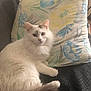 Gamin a rejoint le concours — aidez-le/la à gagner de superbes lots ! animal, cat, closeup, comfortable, cozy, cute, feline, floral_pattern, fluffy, fur, home, indoor, looking_at_camera, pet, pillow, relaxing, resting, soft_lighting, tail, white_cat