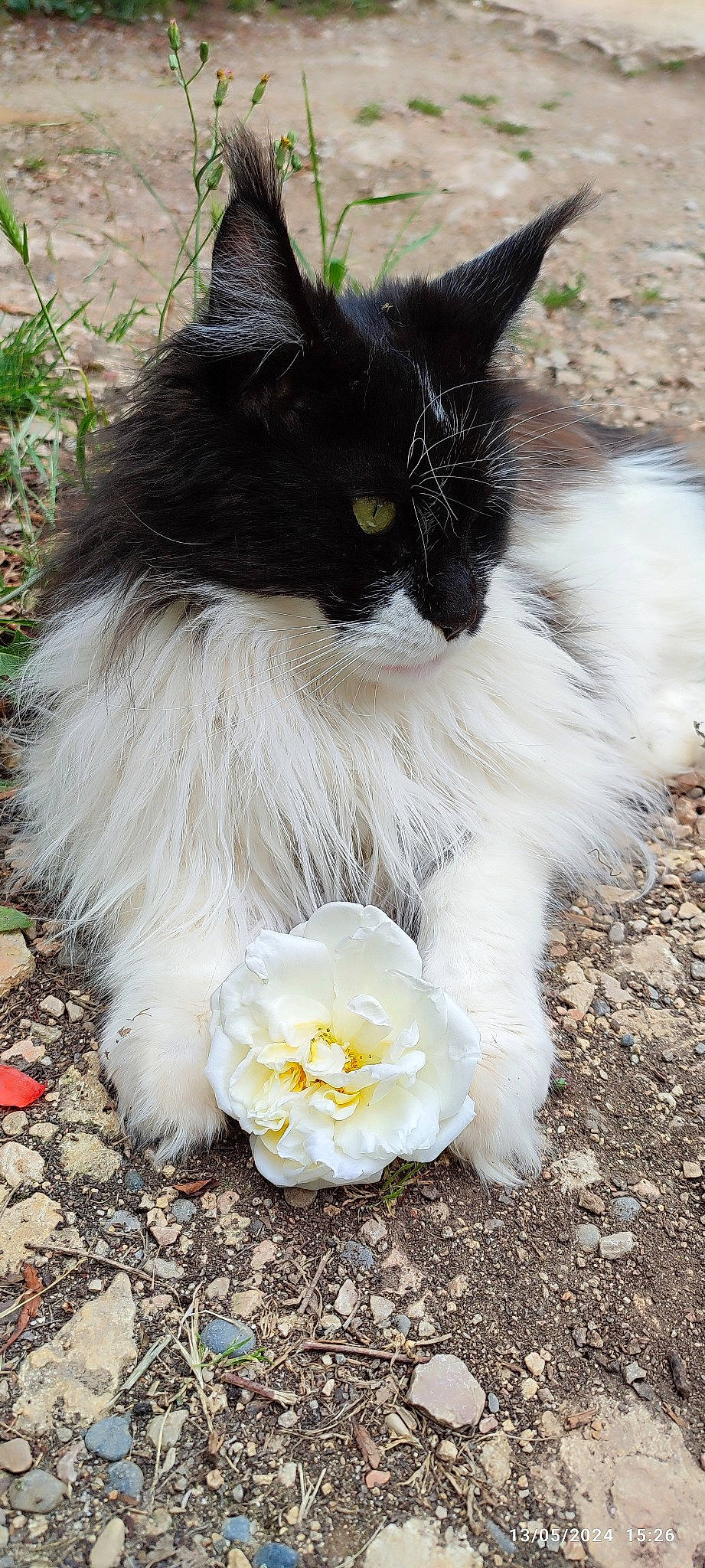 Sophie a rejoint le concours — aidez-le/la à gagner de superbes lots ! asphalt, carnivore, cat, claw, domestic_short_haired_cat, felidae, flower, foot, fur, grass, paw, petal, plant, road_surface, sitting, small_to_medium_sized_cats, snout, soil, tail, whiskers