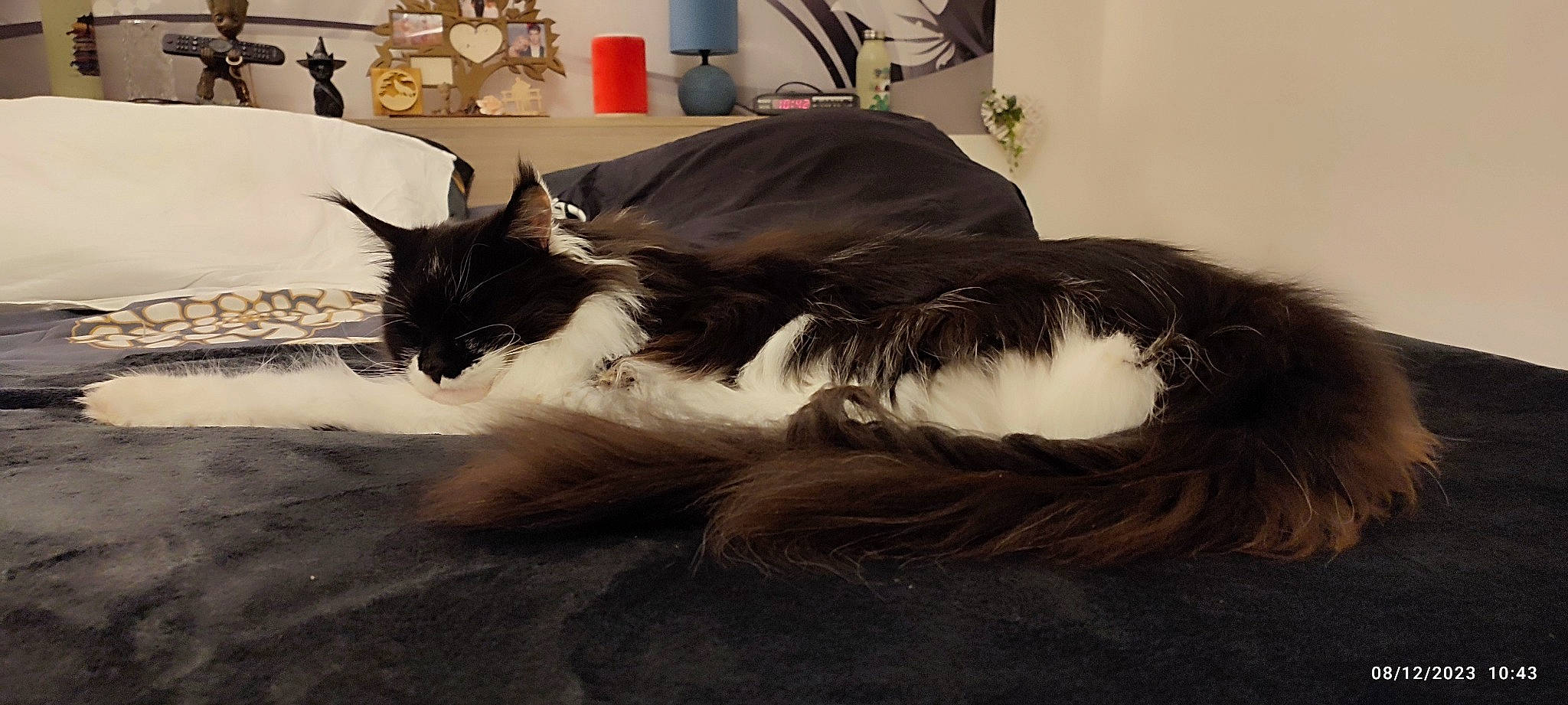 Sophie a rejoint le concours — aidez-le/la à gagner de superbes lots ! bed, bedding, black_cat, carnivore, cat, cloud, comfort, domestic_short_haired_cat, ear, eye, feather, felidae, fur, grey, human_body, linens, small_to_medium_sized_cats, snout, tail, whiskers