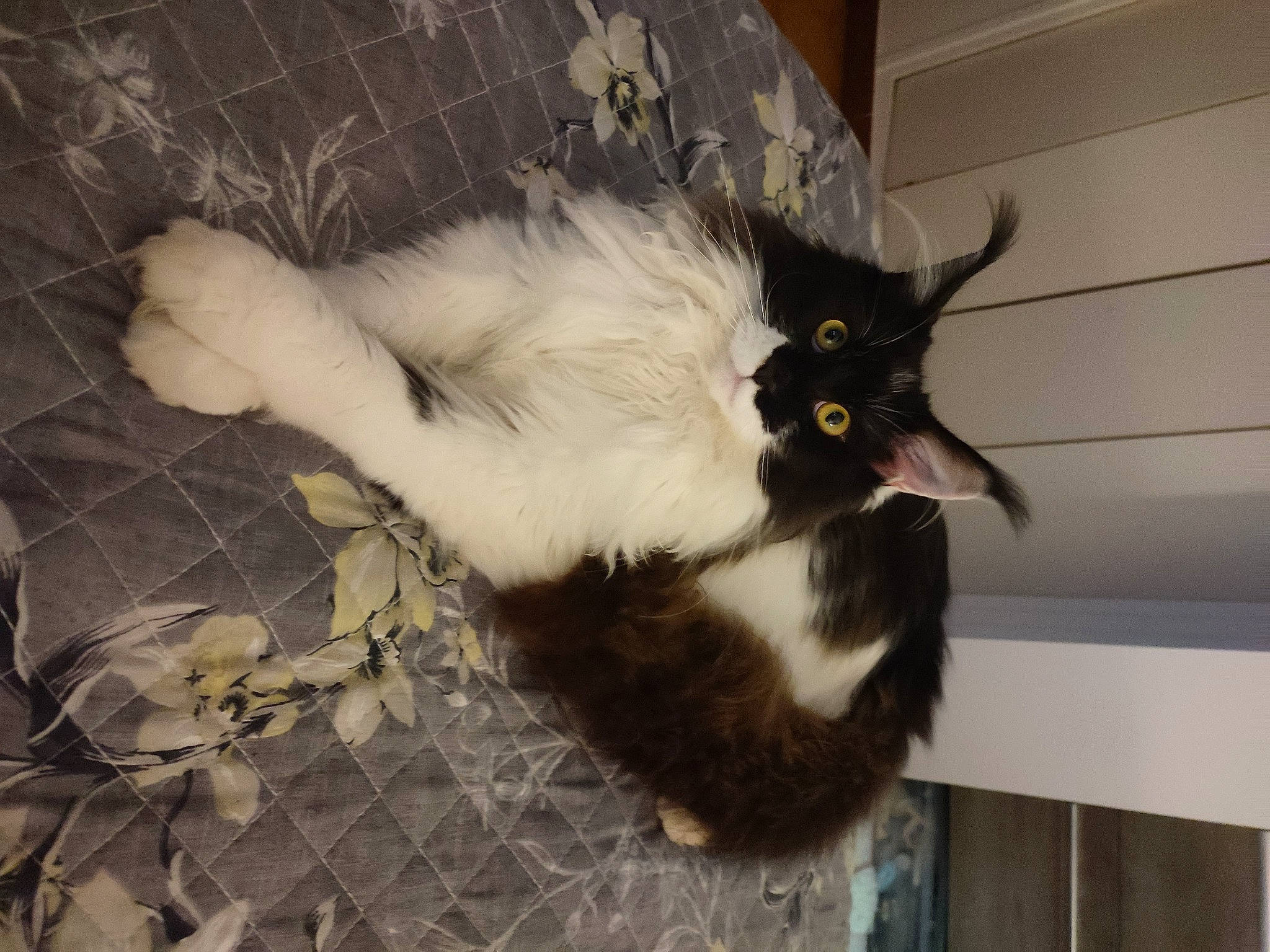 Sophie So Blue a rejoint le concours — aidez-le/la à gagner de superbes lots ! black_cat, carnivore, cat, claw, domestic_short_haired_cat, eye, felidae, flooring, formal_wear, fur, natural_material, paw, small_to_medium_sized_cats, tail, terrestrial_animal, vertebrate, whiskers, window