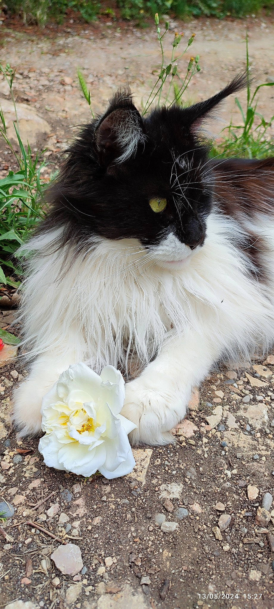 Sophie So Blue a rejoint le concours — aidez-le/la à gagner de superbes lots ! canidae, carnivore, cat, claw, collar, companion_dog, dog_breed, fashion_accessory, felidae, flower, fur, grass, petal, plant, sitting, small_to_medium_sized_cats, snout, soil, tail, whiskers