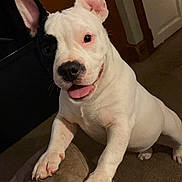 Yuki is registered to the contest to win money with this photo: black_patch, carpet, close_up, couch, dog, doorway, ears_up, happy, hashtags, indoor, instagram_screenshot, paw, pet, portrait, profile_icon, puppy, smiling, tongue_out, username_text, white_dog