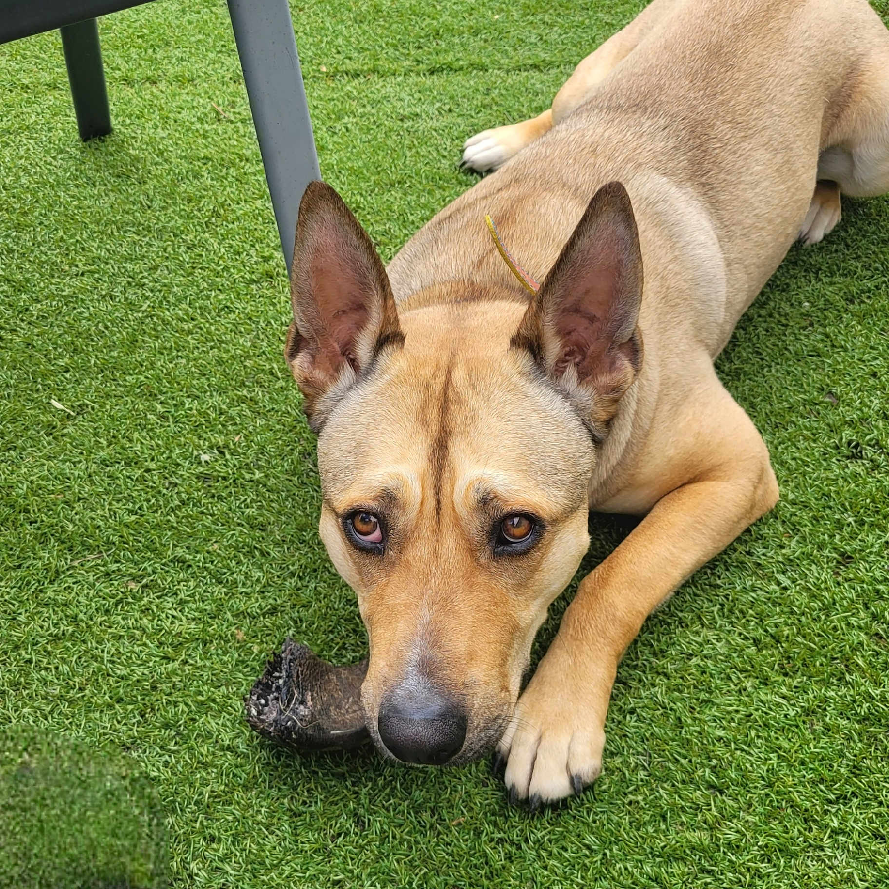 Sky a rejoint le concours — aidez-le/la à gagner de superbes lots ! accessories, animal, ball, canine, dog, germanshepherd, grass, hound, husky, lawn, nature, outdoors, park, pet, plant, puppy, sport, strap, tennis, tennisball