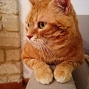 Mulder a rejoint le concours — aidez-le/la à gagner de superbes lots ! abyssinian, angora, animal, cat, cushion, hardwood, homedecor, indoors, interiordesign, kitten, manx, pet, snout, stainedwood, wood