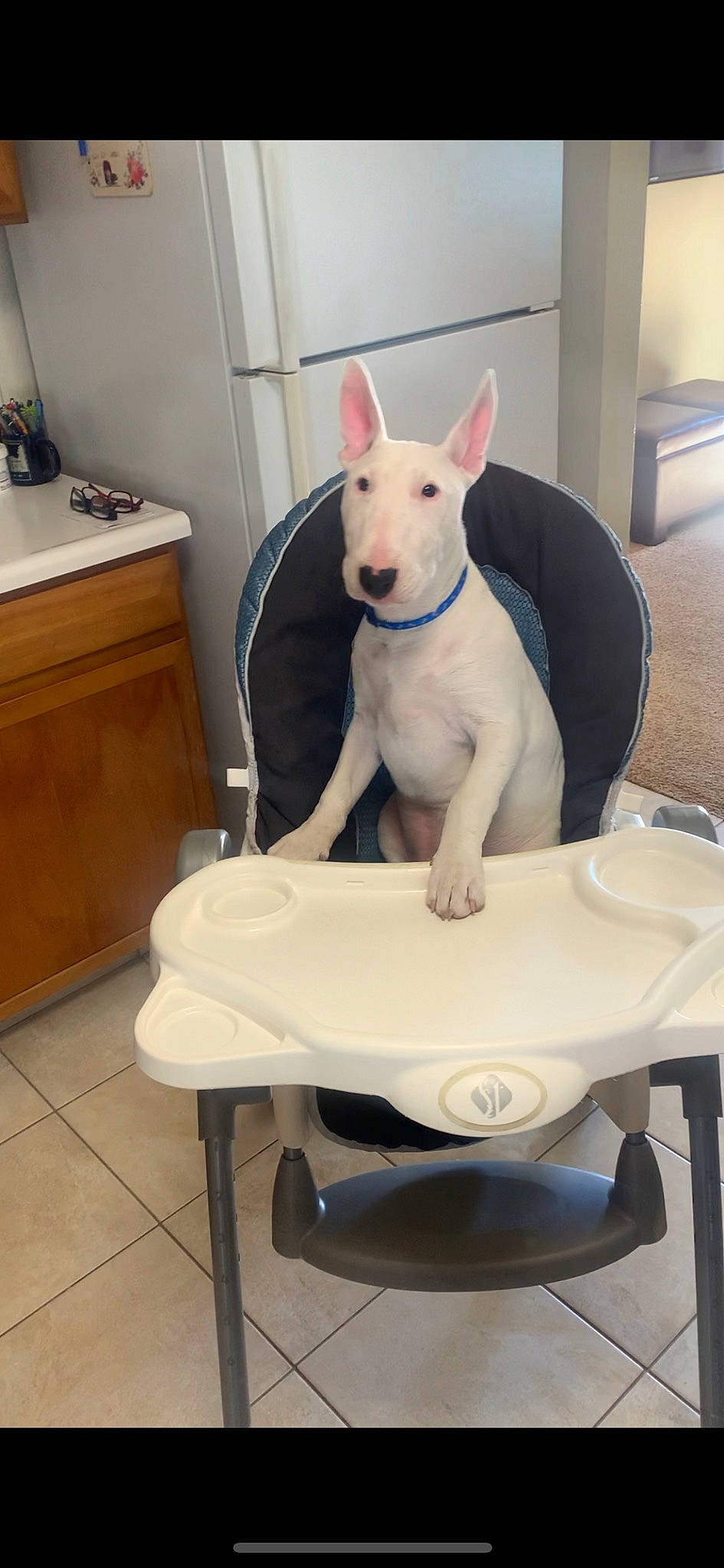 Reggie is registered to the contest to win money with this photo: bull_terrier, bull_terrier_miniature, carnivore, chair, collar, comfort, companion_dog, dog, dog_breed, english_white_terrier, flooring, gull_terr, old_english_terrier, pet_supply, room, sitting, sporting_group, table, tail, white